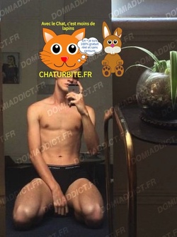 Jeune dog cherche son propriétaire